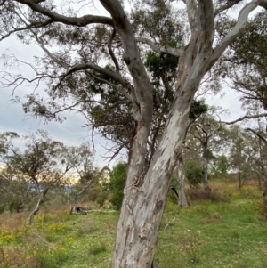 Muellerina eucalyptoides at Red Hill Nature Reserve - 29 Dec 2023