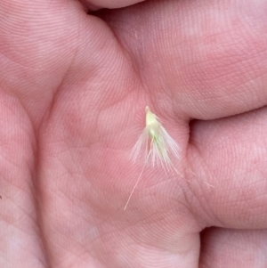 Rytidosperma laeve at Red Hill Nature Reserve - 29 Dec 2023 04:52 PM