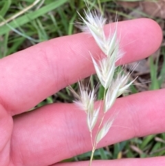 Rytidosperma laeve at Red Hill Nature Reserve - 29 Dec 2023