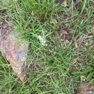 Rytidosperma laeve at Red Hill Nature Reserve - 29 Dec 2023