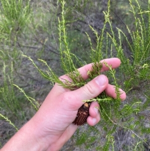 Cassinia sifton at Red Hill Nature Reserve - 29 Dec 2023