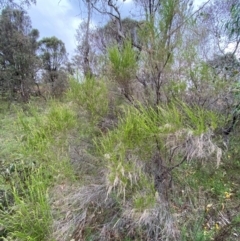 Cassinia sifton at Red Hill Nature Reserve - 29 Dec 2023 04:51 PM