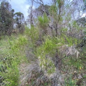 Cassinia sifton at Red Hill Nature Reserve - 29 Dec 2023