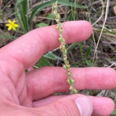 Plantago varia (Native Plaintain) at Red Hill Nature Reserve - 29 Dec 2023 by Tapirlord