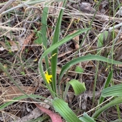 Plantago varia at Red Hill Nature Reserve - 29 Dec 2023 04:47 PM