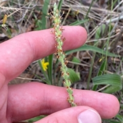 Plantago varia at Red Hill Nature Reserve - 29 Dec 2023 04:47 PM