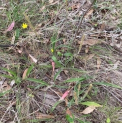 Plantago varia at Red Hill Nature Reserve - 29 Dec 2023