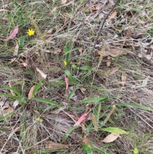 Plantago varia at Red Hill Nature Reserve - 29 Dec 2023 04:47 PM