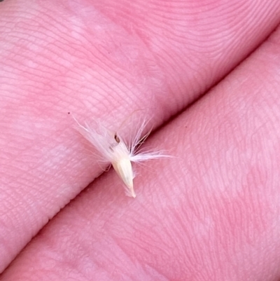 Rytidosperma laeve (Bare-backed Wallaby Grass) at Red Hill Nature Reserve - 29 Dec 2023 by Tapirlord