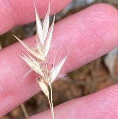 Rytidosperma laeve at Red Hill Nature Reserve - 29 Dec 2023 04:36 PM