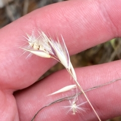 Rytidosperma laeve at Red Hill Nature Reserve - 29 Dec 2023 04:36 PM