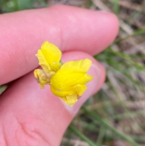 Goodenia pinnatifida at Red Hill Nature Reserve - 29 Dec 2023