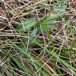 Goodenia pinnatifida at Red Hill Nature Reserve - 29 Dec 2023