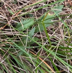 Goodenia pinnatifida at Red Hill Nature Reserve - 29 Dec 2023