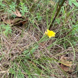 Goodenia pinnatifida at Red Hill Nature Reserve - 29 Dec 2023