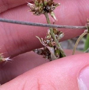 Euchiton japonicus at Red Hill Nature Reserve - 29 Dec 2023