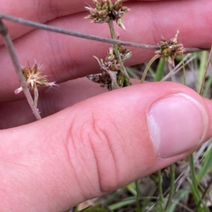 Euchiton japonicus at Red Hill Nature Reserve - 29 Dec 2023