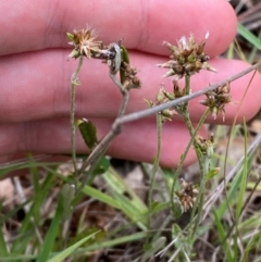 Euchiton japonicus at Red Hill Nature Reserve - 29 Dec 2023