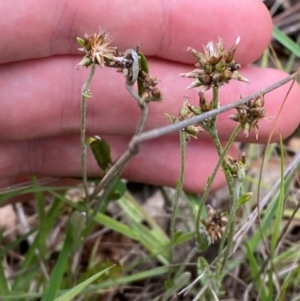 Euchiton japonicus at Red Hill Nature Reserve - 29 Dec 2023