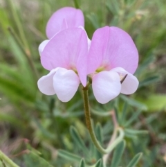 Lotus australis (Austral Trefoil) at Red Hill, ACT - 29 Dec 2023 by Tapirlord