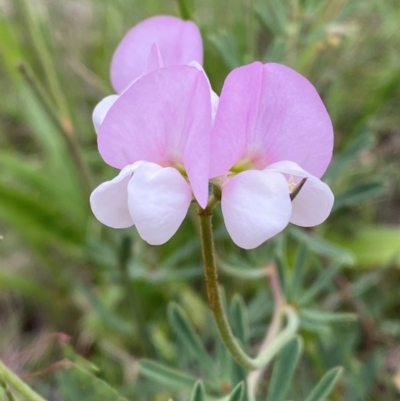 Lotus australis (Austral Trefoil) at Red Hill, ACT - 29 Dec 2023 by Tapirlord