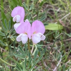 Lotus australis at Red Hill Nature Reserve - 29 Dec 2023