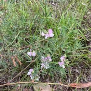 Lotus australis at Red Hill Nature Reserve - 29 Dec 2023