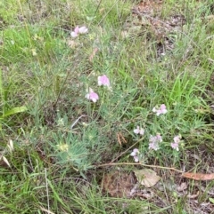 Lotus australis at Red Hill Nature Reserve - 29 Dec 2023