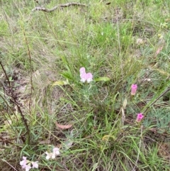 Lotus australis at Red Hill Nature Reserve - 29 Dec 2023