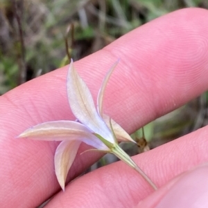 Wahlenbergia luteola at Red Hill Nature Reserve - 29 Dec 2023