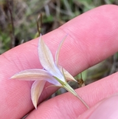 Wahlenbergia luteola (Yellowish Bluebell) at Red Hill, ACT - 29 Dec 2023 by Tapirlord