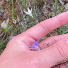 Wahlenbergia luteola at Red Hill Nature Reserve - 29 Dec 2023