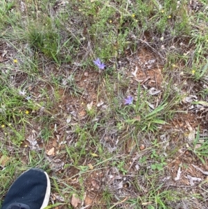 Wahlenbergia luteola at Red Hill Nature Reserve - 29 Dec 2023