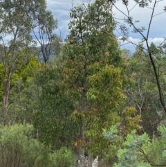 Brachychiton populneus subsp. populneus (Kurrajong) at Deakin, ACT - 29 Dec 2023 by Tapirlord