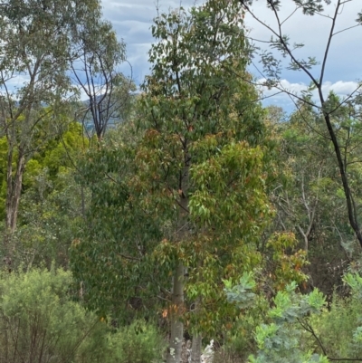 Brachychiton populneus subsp. populneus (Kurrajong) at Deakin, ACT - 29 Dec 2023 by Tapirlord