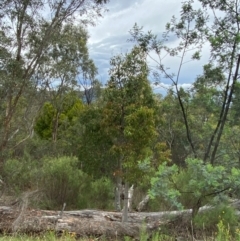 Brachychiton populneus subsp. populneus at Red Hill Nature Reserve - 29 Dec 2023