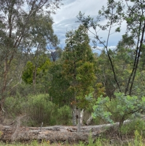 Brachychiton populneus subsp. populneus at Red Hill Nature Reserve - 29 Dec 2023