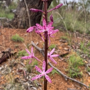 Dipodium punctatum at Red Hill Nature Reserve - 29 Dec 2023