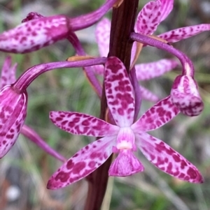 Dipodium punctatum at Red Hill Nature Reserve - 29 Dec 2023