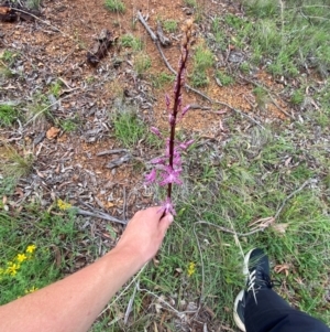 Dipodium punctatum at Red Hill Nature Reserve - suppressed