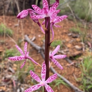 Dipodium punctatum at Red Hill Nature Reserve - suppressed