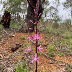 Dipodium punctatum at Red Hill Nature Reserve - suppressed