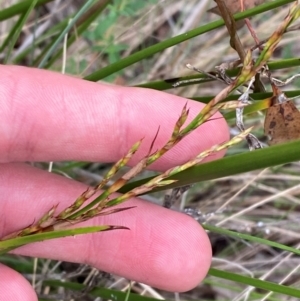 Lepidosperma laterale at Red Hill Nature Reserve - 29 Dec 2023