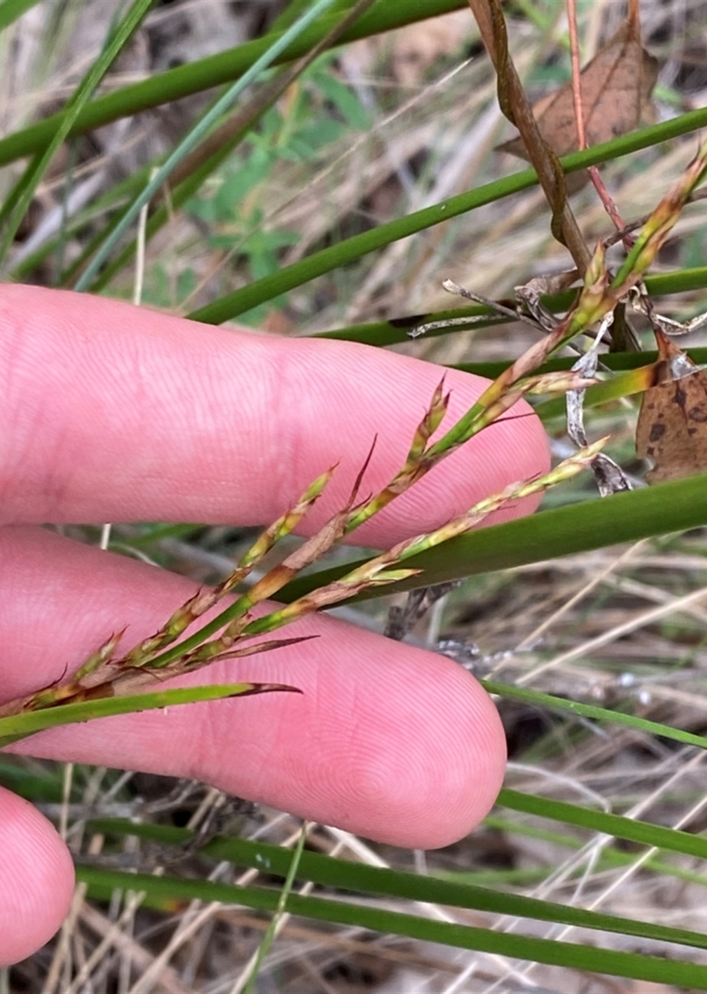 Lepidosperma laterale at Red Hill Nature Reserve - Canberra & Southern ...