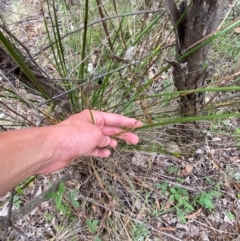 Lepidosperma laterale at Red Hill Nature Reserve - 29 Dec 2023
