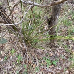 Lepidosperma laterale at Red Hill Nature Reserve - 29 Dec 2023