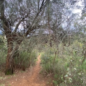 Allocasuarina verticillata at Red Hill Nature Reserve - 29 Dec 2023