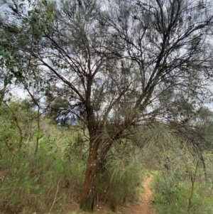 Allocasuarina verticillata at Red Hill Nature Reserve - 29 Dec 2023