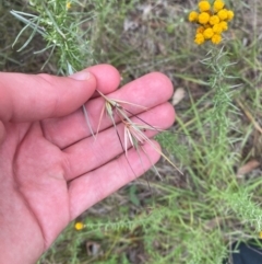 Themeda triandra (Kangaroo Grass) at Red Hill Nature Reserve - 29 Dec 2023 by Tapirlord