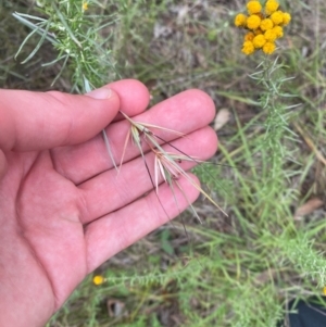 Themeda triandra at Red Hill Nature Reserve - 29 Dec 2023 03:48 PM